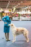 Borzoi