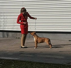 American Staffordshire Terrier