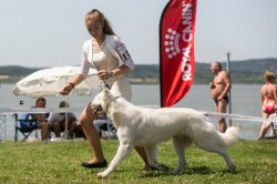 White Swiss Shepherd dog