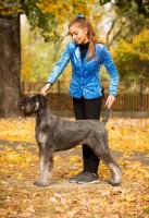 Gigantschnauzer