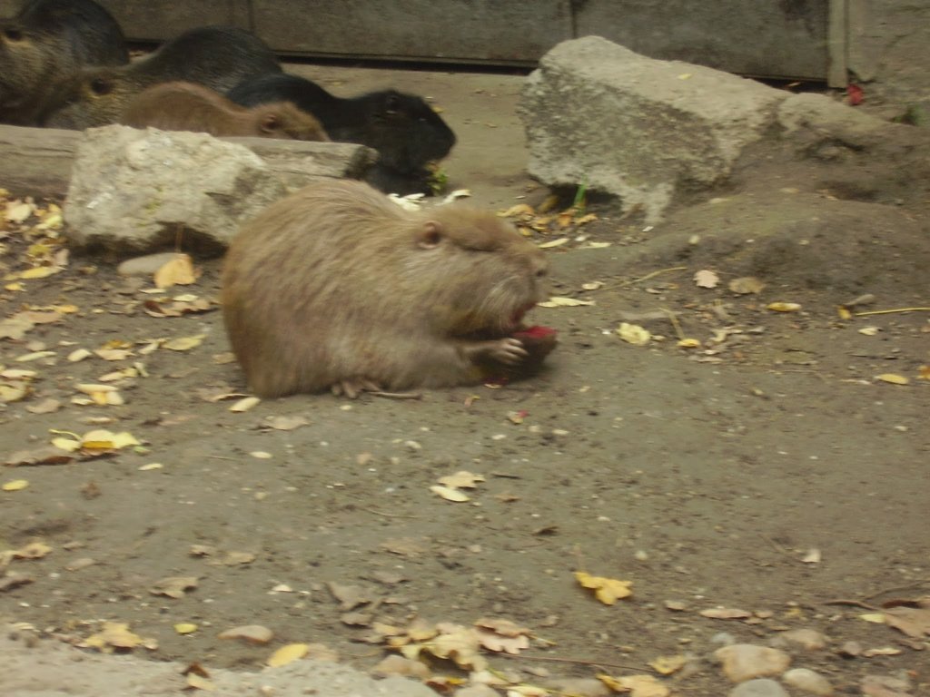 pa280009.jpg