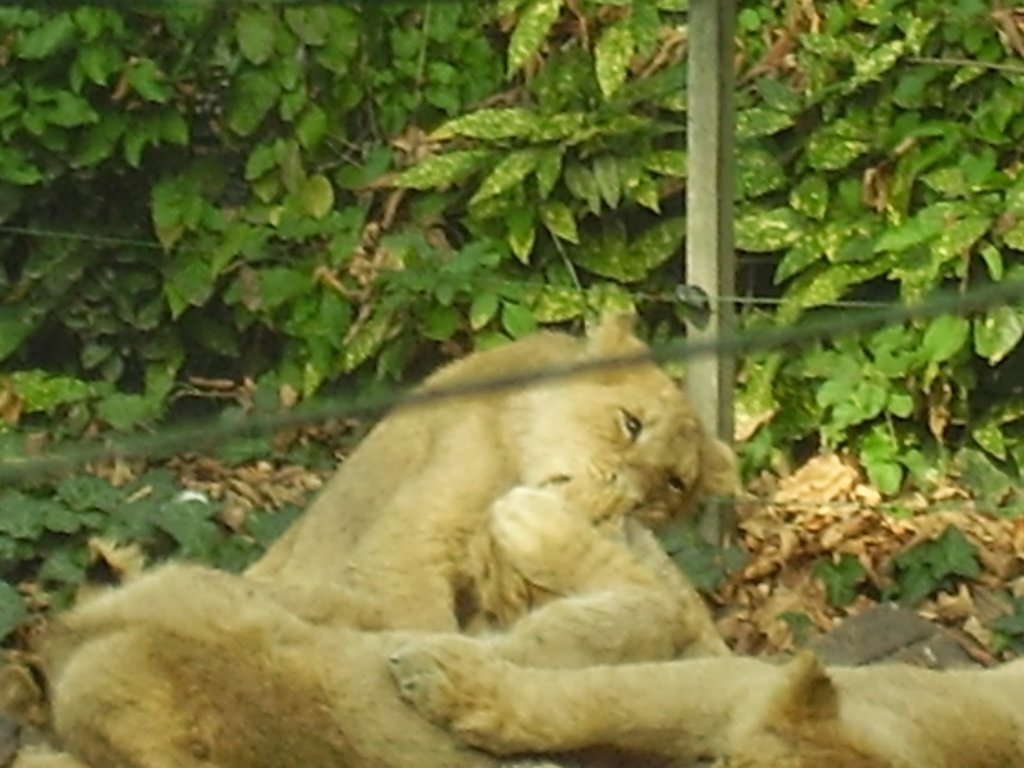 pa280026.jpg