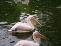p7150166_small.jpg