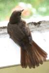 m180604e9226a1_small.jpg