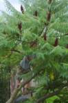m180724e9342a1_small.jpg
