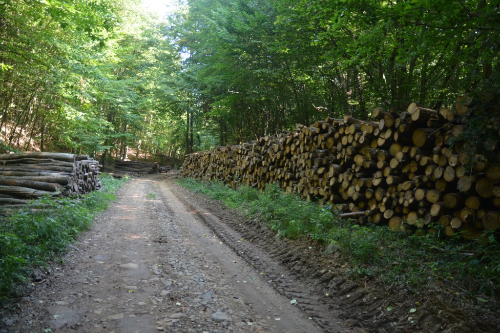 m230826edsc_2217a0.jpg