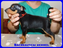 Bcskautcai Bella