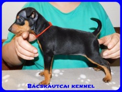 Bcskautcai Bella