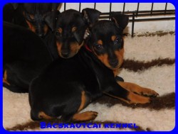 Bcskautcai Bella