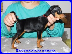 Bcskautcai Bella