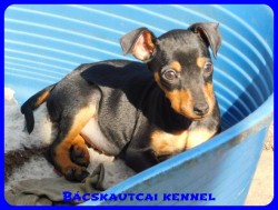 Bcskautcai Bella