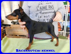 Bcskautcai Bella
