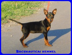 Bcskautcai Bella