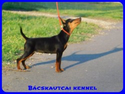 Bcskautcai Bella