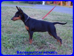 Bcskautcai Bella