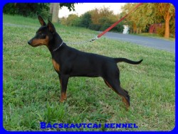 Bcskautcai Bella