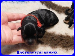 trpe pinscher B-alom 