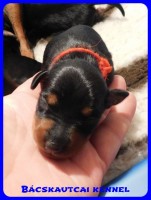 trpe pinscher B-alom 