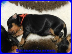 trpe pinscher B-alom 