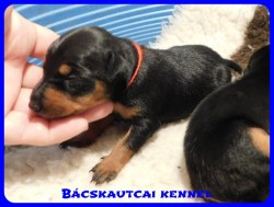 trpe pinscher B-alom 