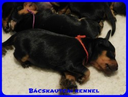 trpe pinscher B-alom 