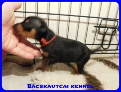 trpe pinscher B-alom 