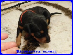 trpe pinscher B-alom 