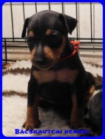 trpe pinscher B-alom 