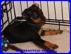 Bcskautcai Borisz