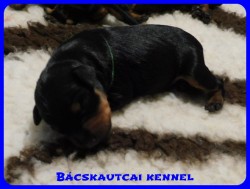 trpe pinscher B-alom 