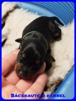 trpe pinscher B-alom 