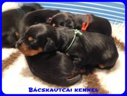 trpe pinscher B-alom 
