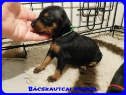 trpe pinscher B-alom 