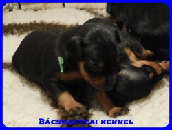 trpe pinscher B-alom 