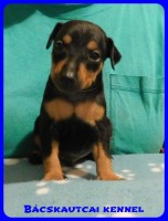 trpe pinscher B-alom 