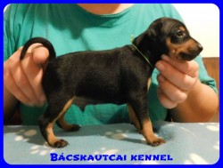 trpe pinscher B-alom 
