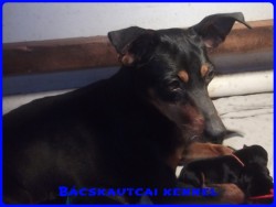 Bcskautcai Cally