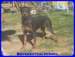 Bcskautcai Cally