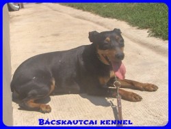 Bcskautcai Cally