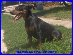 Bcskautcai Cally
