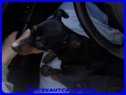 Bcskautcai Cally