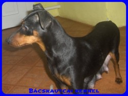 Bcskautcai Cally