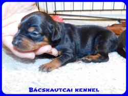Bcskautcai Csrli