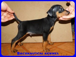 Bcskautcai Csrli