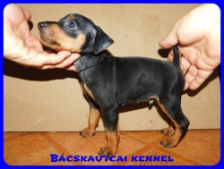 Bcskautcai Csrli