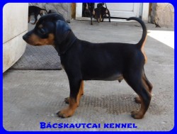 Bcskautcai Csrli