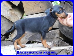 Bcskautcai Csrli