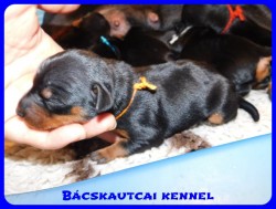 Bcskautcai Csenge