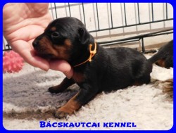 Bcskautcai Csenge