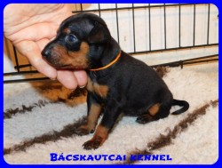 Bcskautcai Csenge